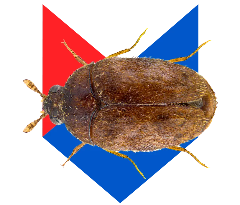 Кожеед Кожеед